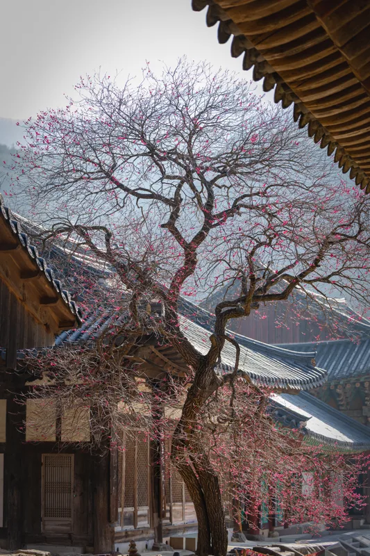 화엄사