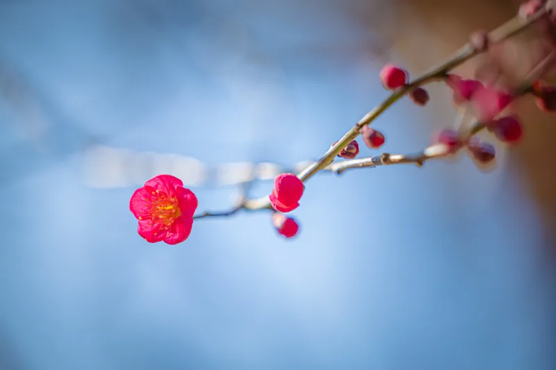 화엄사